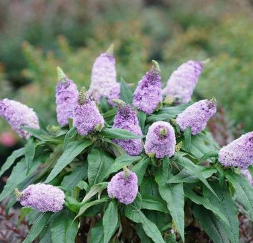 3 GAL BUDDLEIA
