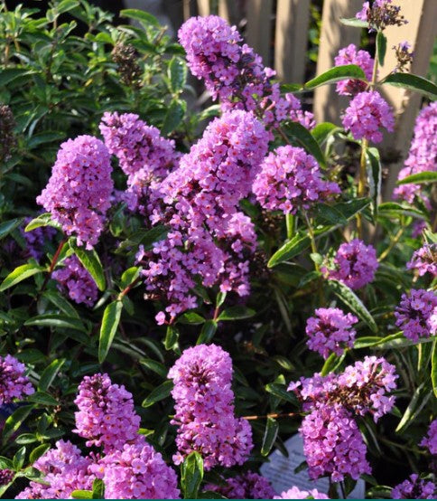 3 GAL BUDDLEIA