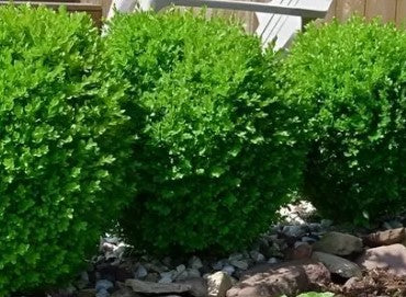 'Baby Gem' Boxwood