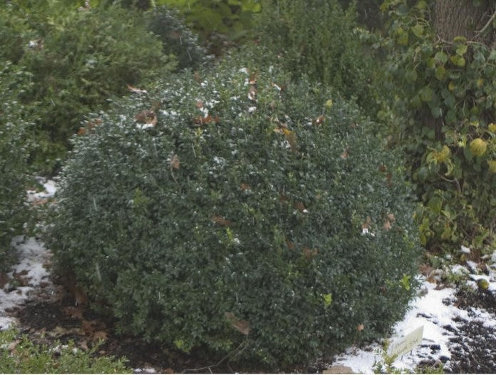 North Star® Boxwood