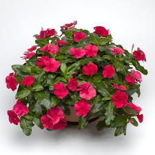 Vinca Cora Cascade