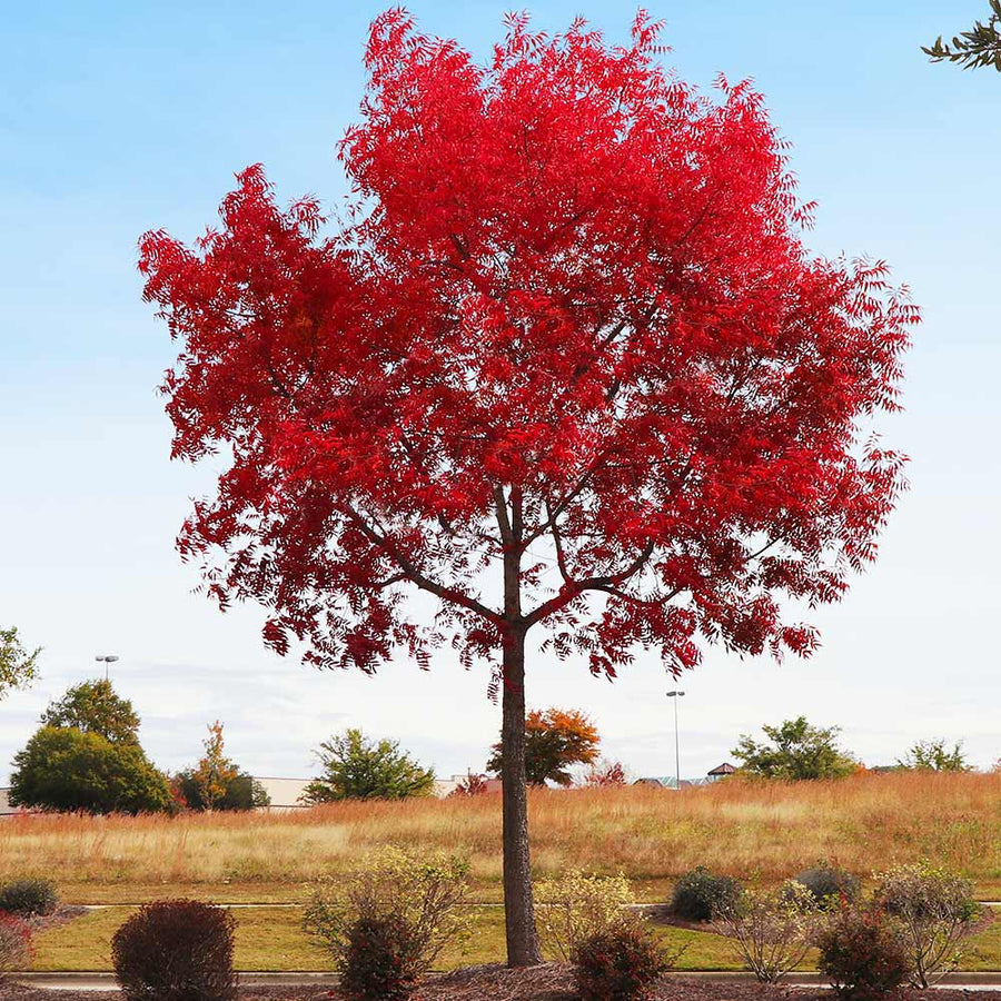 Chinese Pistache Tree – Little Red Nursery, LLC