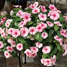 Vinca Cora Cascade