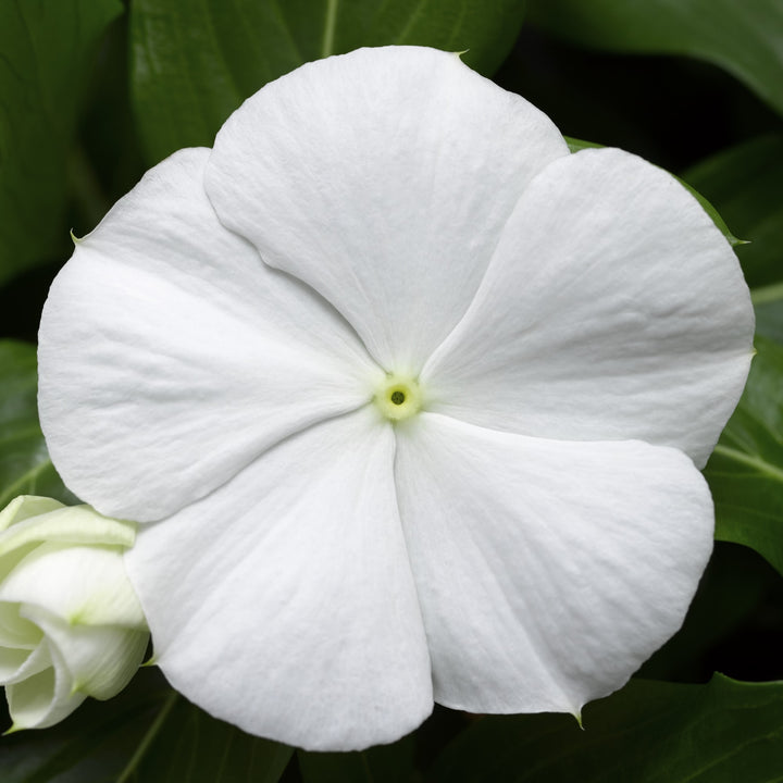Vinca Cora Cascade