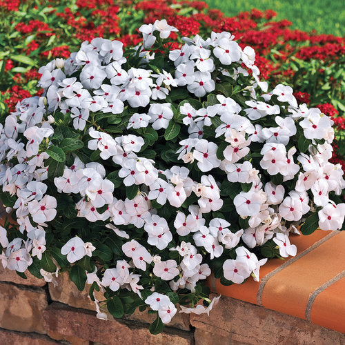 Vinca Cora Cascade
