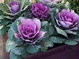Ornamental  Cabbage & Kale SEDAN