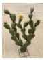Metal Cactus, 5 ft.