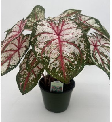 Sunlet Caladium