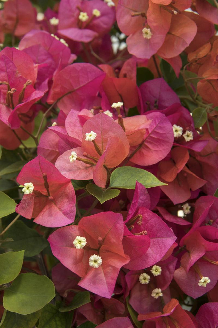 Camarillo Fiesta T Bougainvillea