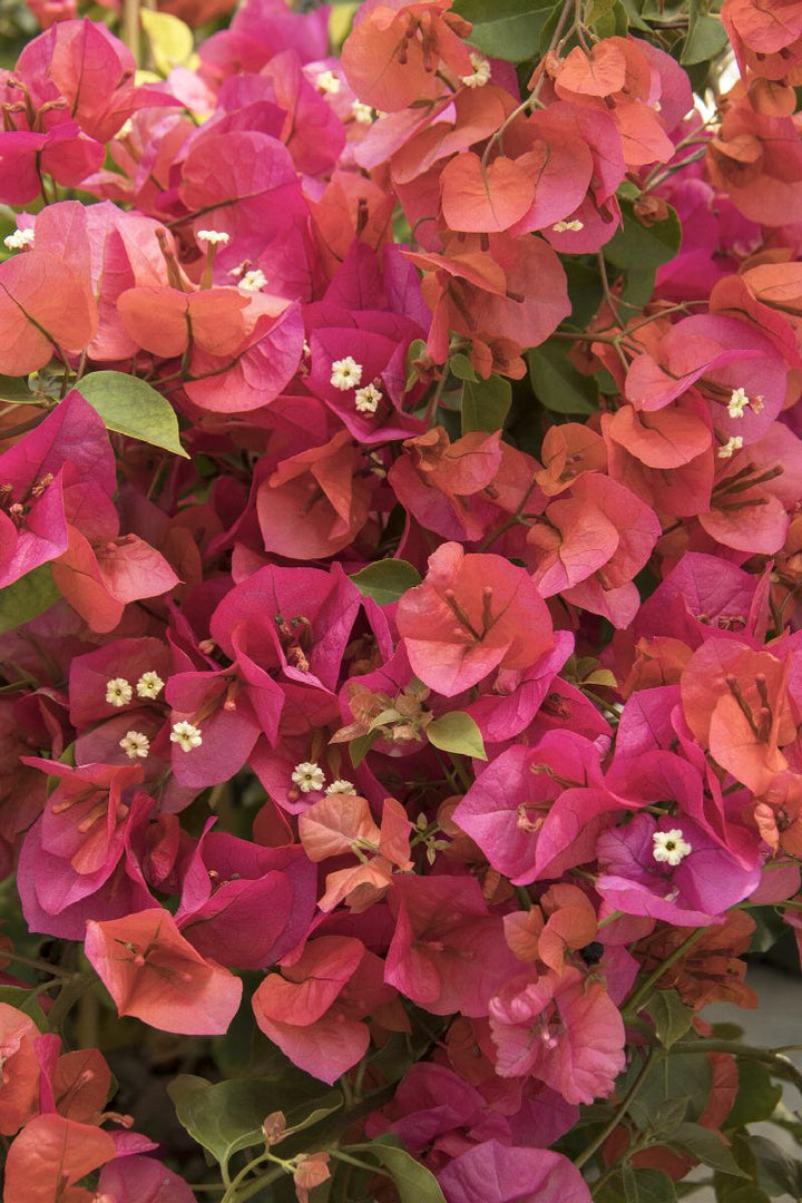 Camarillo Fiesta T Bougainvillea
