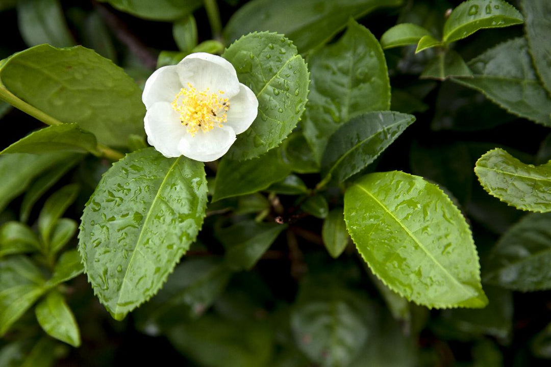 Tea Plant