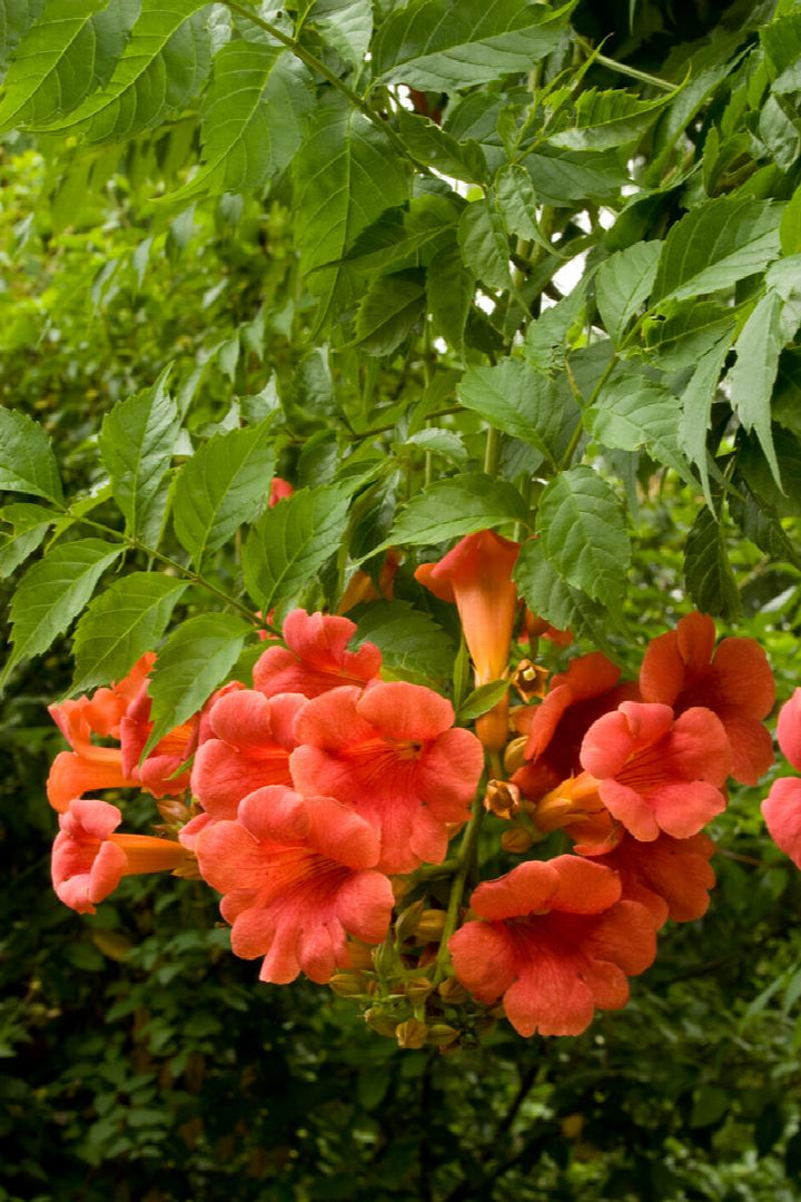 Madame Galen Trumpet Vine