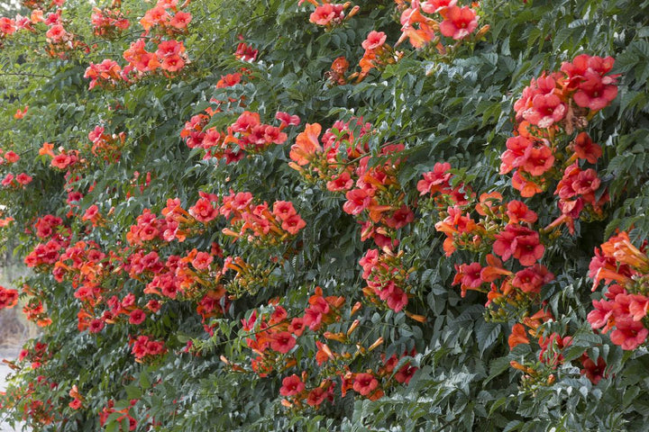 Madame Galen Trumpet Vine