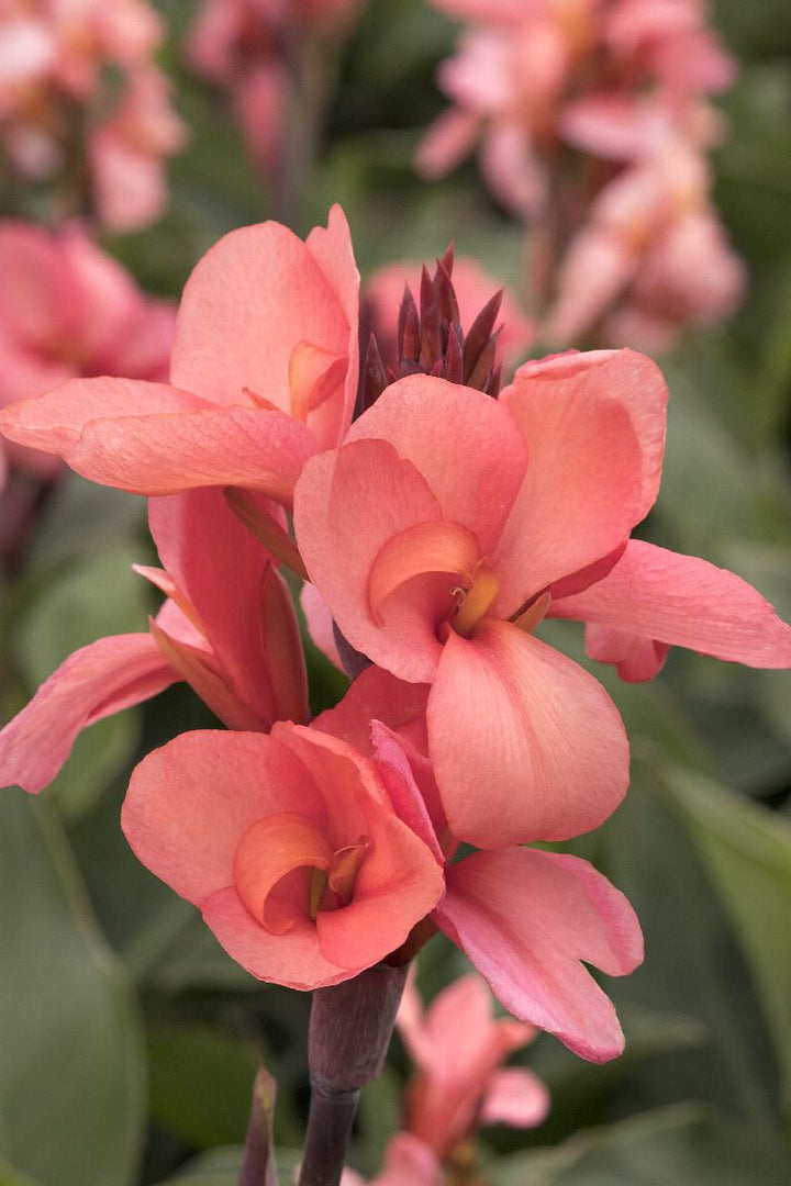 Cannova® Mango Canna Lily