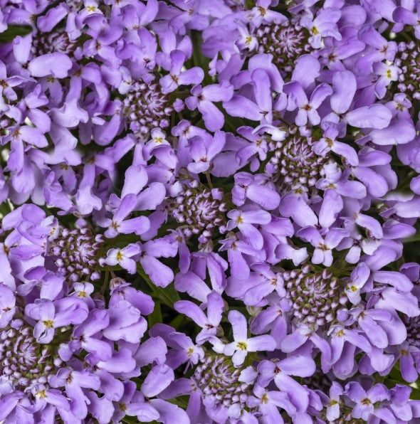 Candytuft