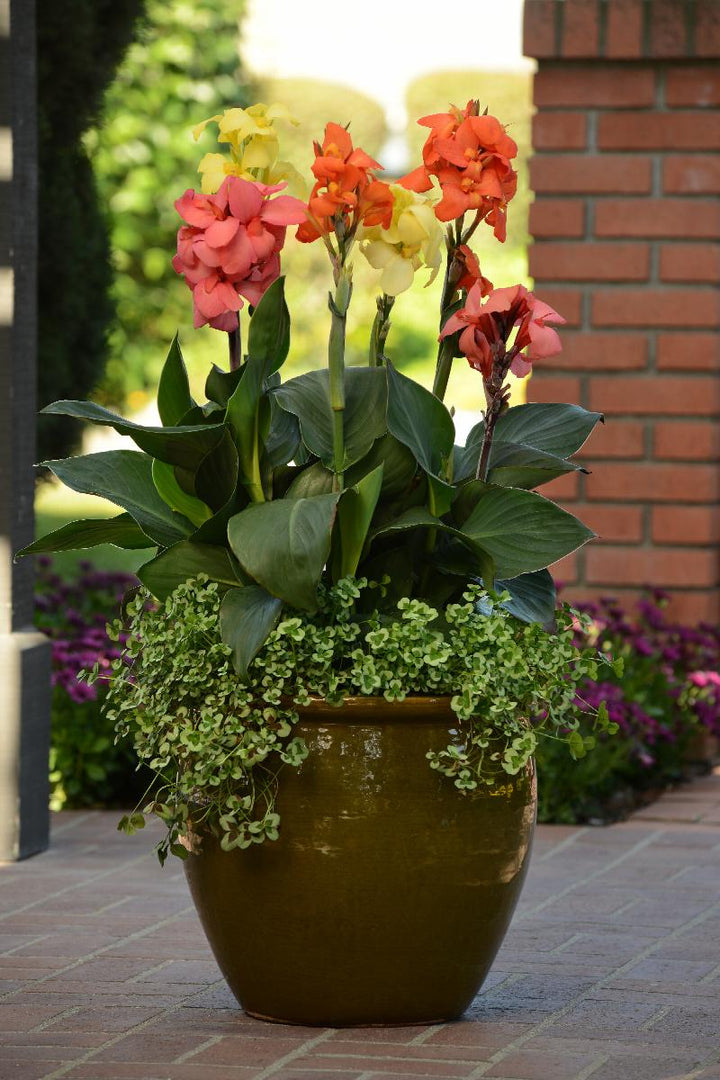 Cannova® Mango Canna Lily