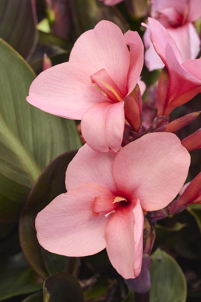 Cannova® Bronze Peach Canna Lily