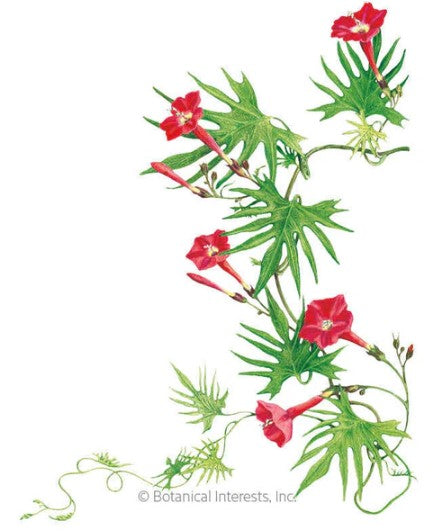 Cardinal Climber Seeds