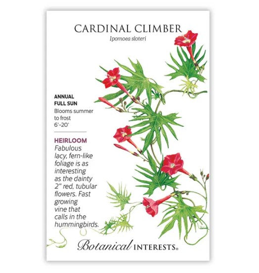 Cardinal Climber Seeds