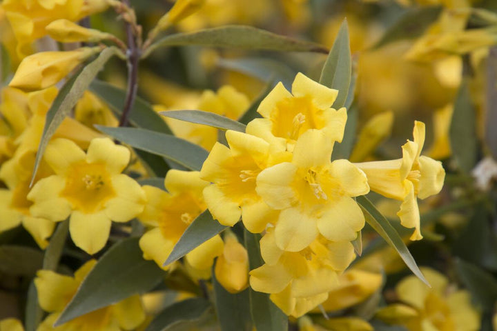 Carolina Jessamine Vine