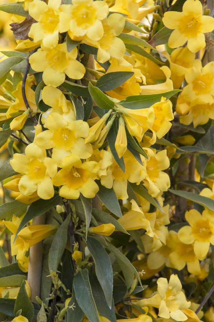 Carolina Jessamine Vine
