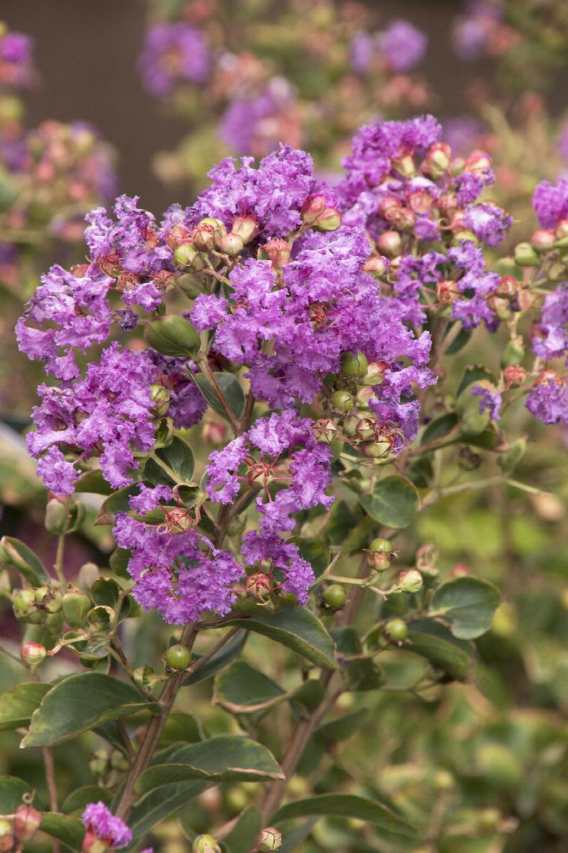 Catawba Crepe Myrtle