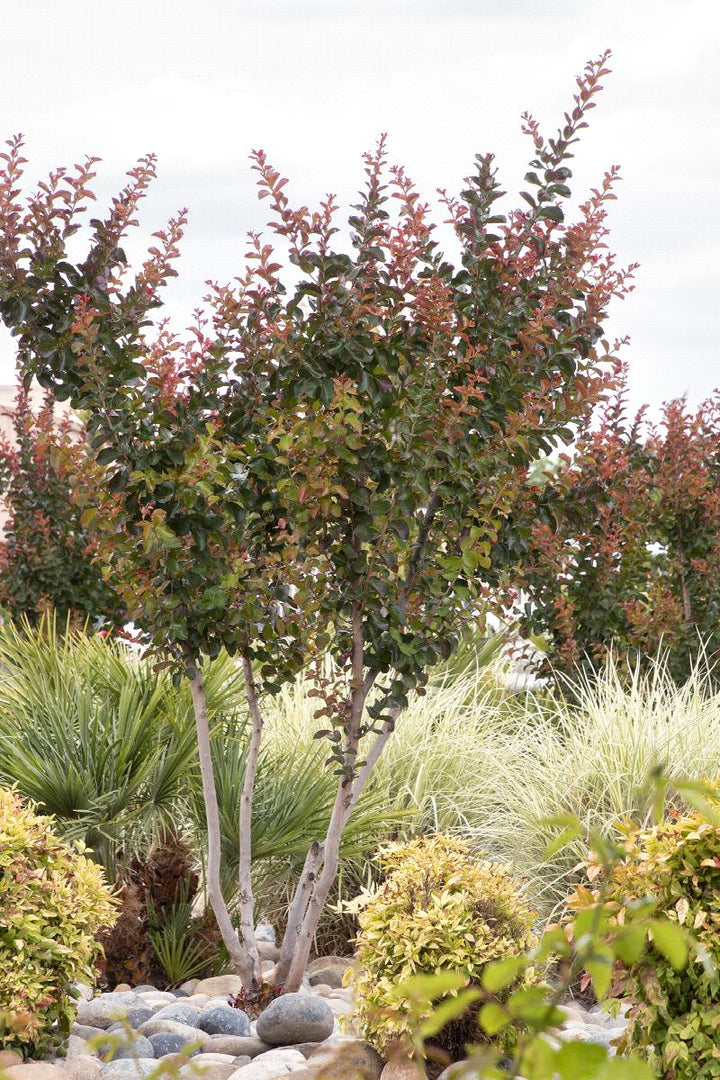 Catawba Crepe Myrtle