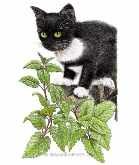 Catnip Seeds