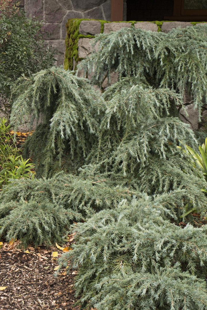 Feelin' Blue Deodar Cedar