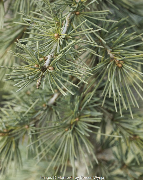 Karl Fuchs Himalayan Cedar