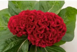 Celosia Brainiac