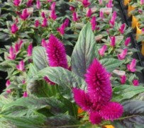 5" Fancy Fall - Celosia Intenz