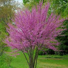 Cercis Occidentalis - Western Redbud
