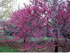 Cercis Canadensis Texensis Redbud