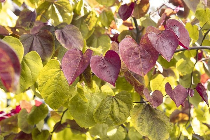 Flame Thrower® Redbud