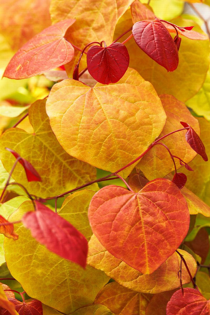 Flame Thrower® Redbud