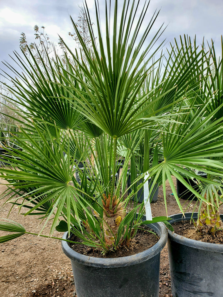 fan palm plant outdoor Chamaerops Humilis - Mediterranean Fan Palm