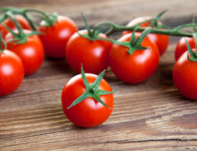 Agastache Poqui Oran / Honeysticks Sandstone