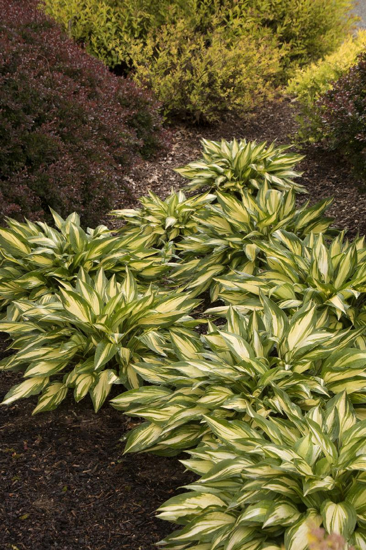 Cherry Berry Hosta
