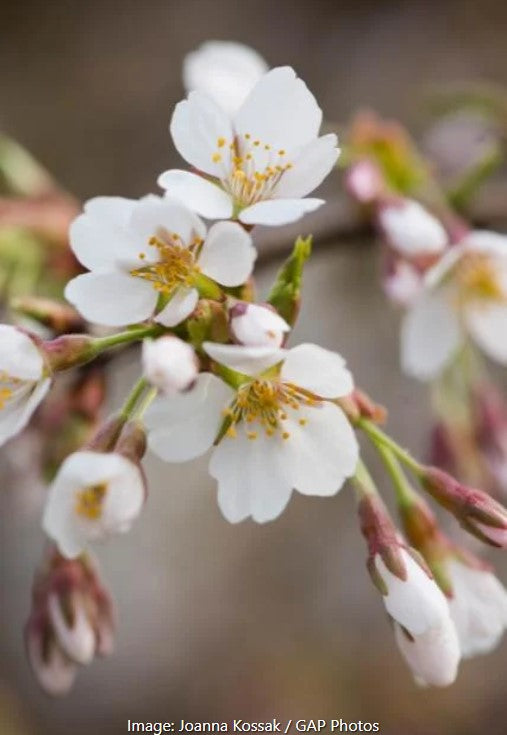 Weeping Higan Flowering Cherry