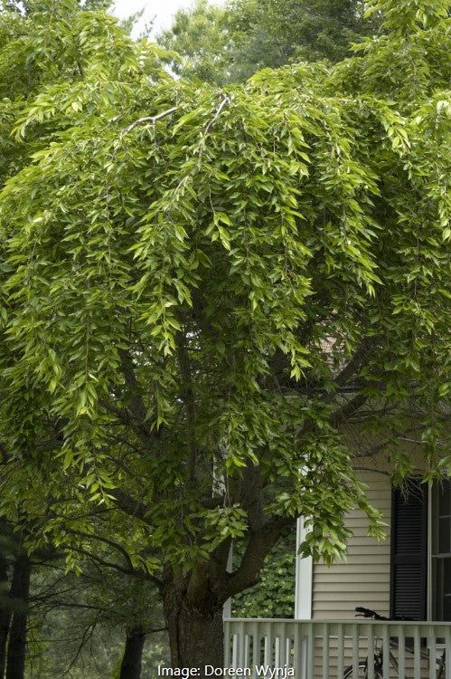 Weeping Higan Flowering Cherry