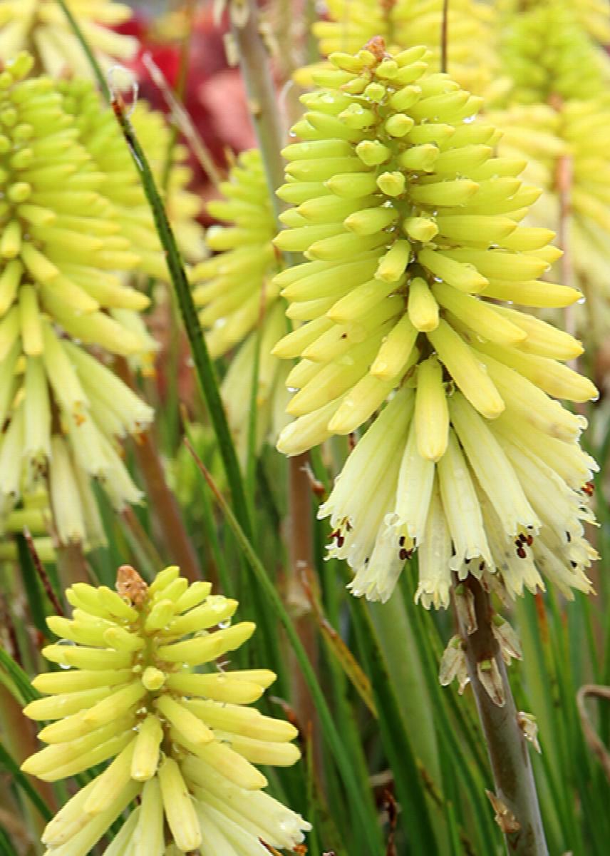 Poco™ Red Hot Poker