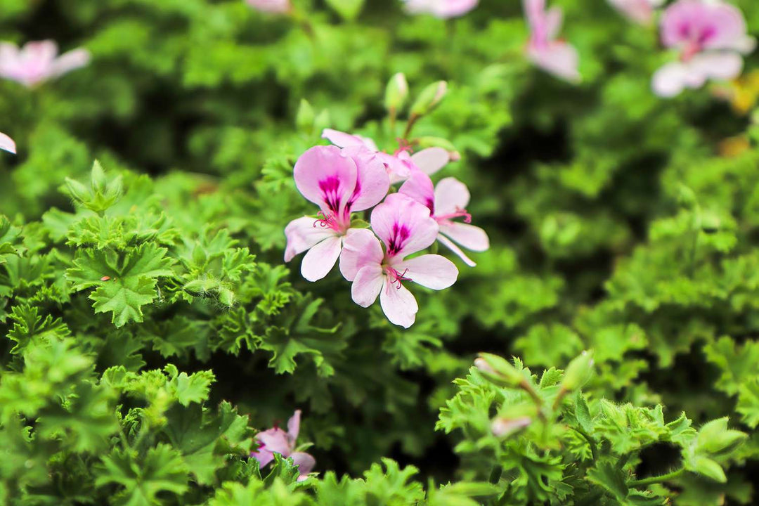 citronella plant hanging basket Citronella Geranium / Mosquito Plant 10” Hanging Basket
