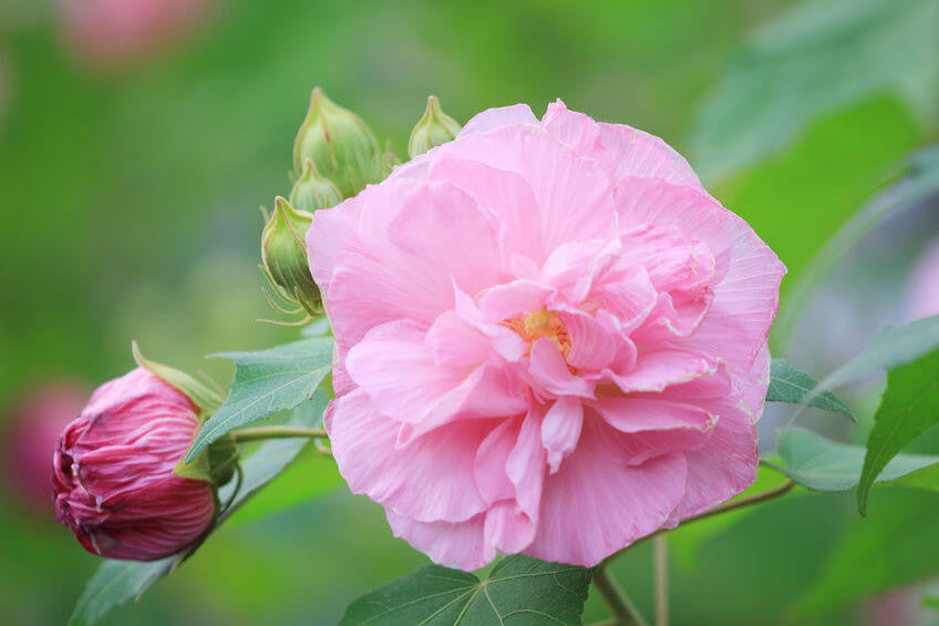 Classic Double Confederate Rose