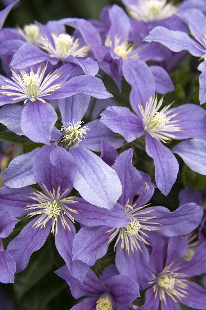 Clematis x 'Arabella'