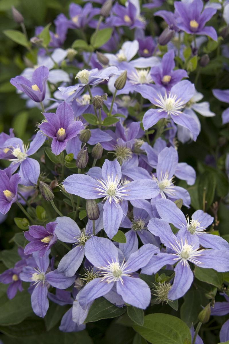 Clematis x 'Arabella'