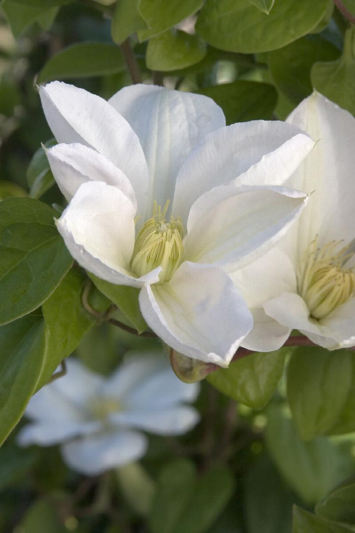 Clematis lanuginosa 'Candida'