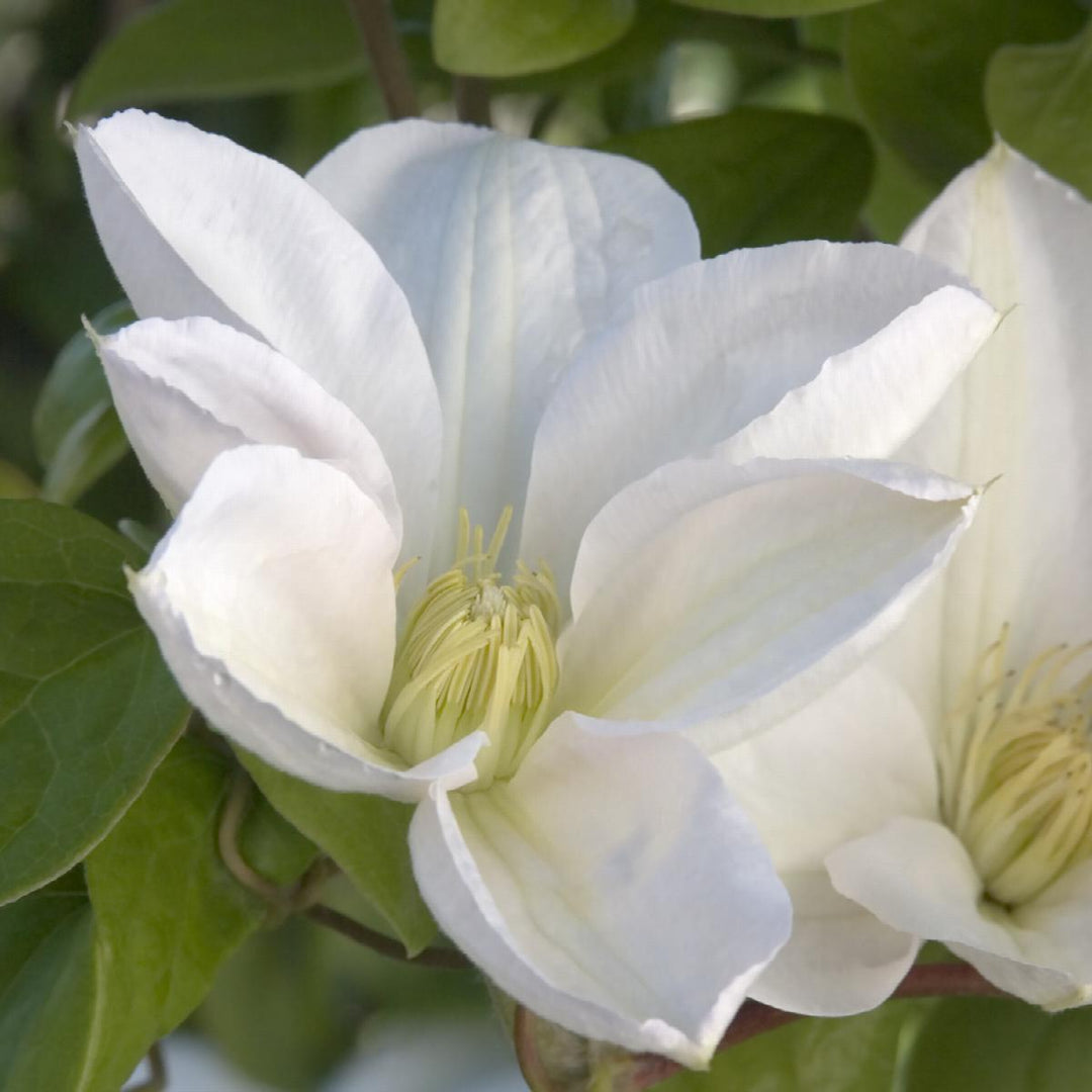 Clematis lanuginosa 'Candida'