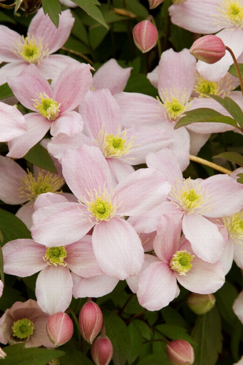 Clematis montana 'Rubens'