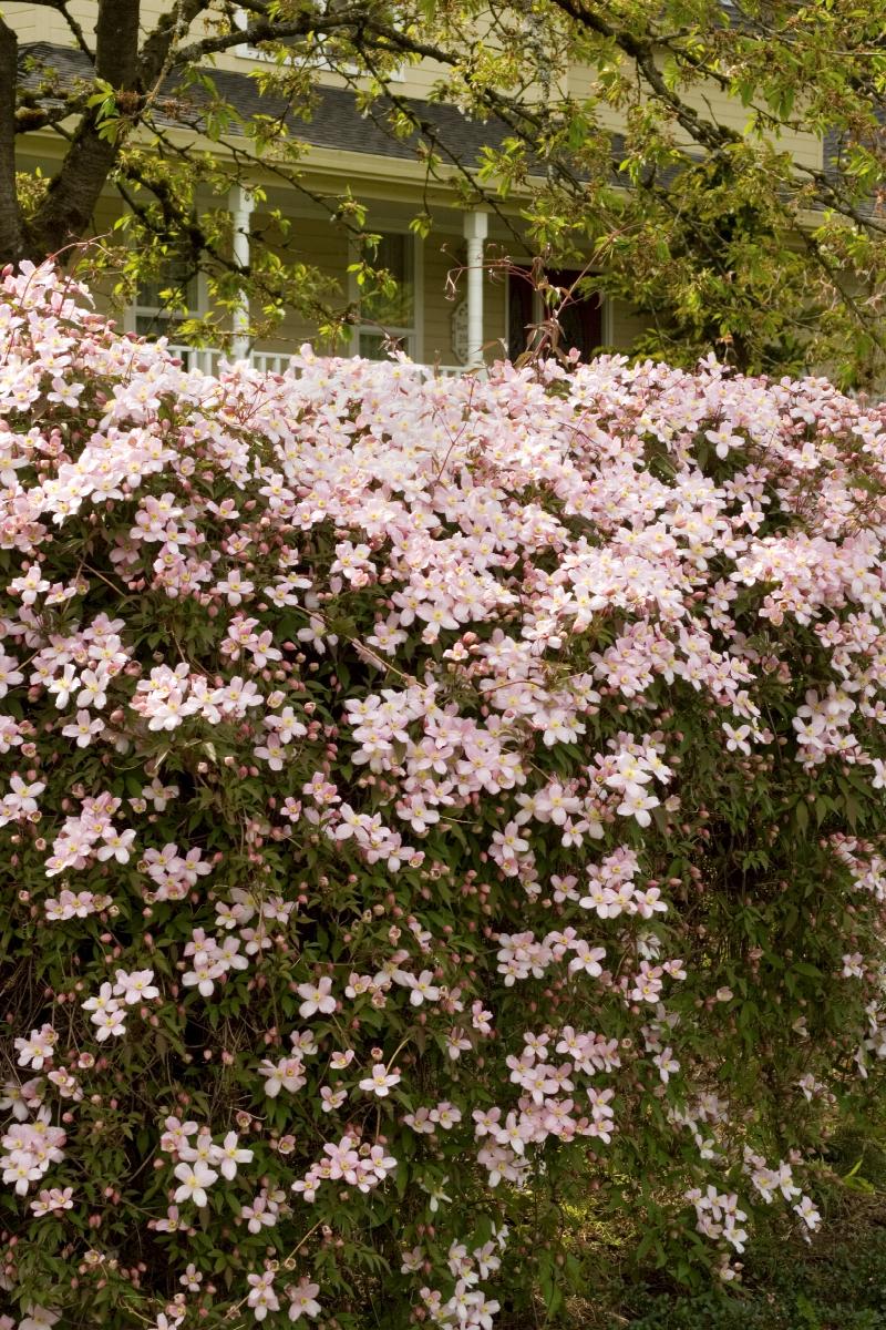 Clematis montana 'Rubens'